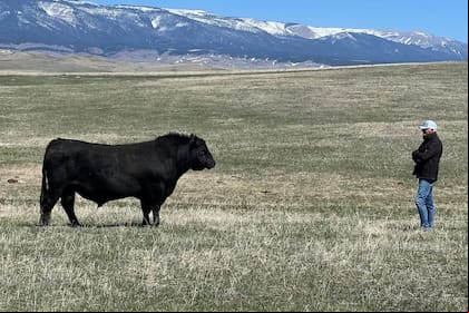 Los ganaderos de Montana mejoraron en alimentación, sanidad, manejo y, fundamentalmente, la genética