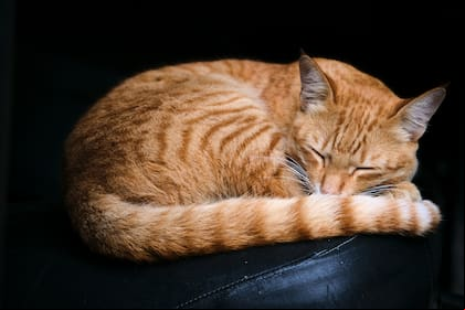 Los gatos en sueños pueden revelar aspectos ocultos de nuestras relaciones sociales y amorosas