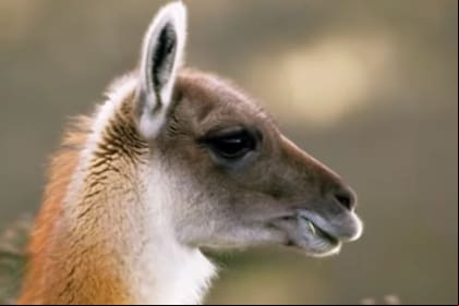 Los guanacos miden dos metros de alto y pesan tres veces la cantidad de un puma femenino. ( Foto: Captura YouTube )