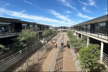 Los operadores del abasto y de la industria local trabajaron de forma selectiva y de acuerdo a sus necesidades inmediatas; se ejerció mayor competencia sobre los lotes de novillos