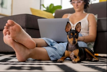 Los perros suelen tener este comportamiento como muestra de cariño a su amo (imagen ilustrativa)