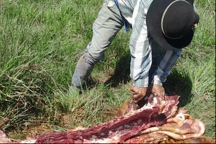 Los productores denuncian que la Justicia es una puerta giratoria y que los delincuentes quedan libres en días; en la foto, uno de los últimos casos de abigeato en la zona de Santo Tomé, Corrientes