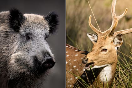Los productores entrerrianos advirtieron que estas especies exóticas ,el jabalí y el ciervo Axis están ocasionado graves daños productivos, ambientales y ecológicos