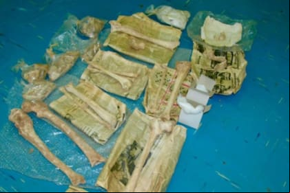 Los restos fósiles que encontraron los investigadores en la necrópolis de Aegae