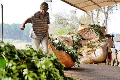 Misiones y Corrientes son las provincias yerbateras del país