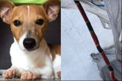 Nachito, la historia del perro que murió defendiendo a su familia de una serpiente
