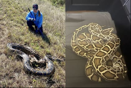 Pitón birmana sumergida en un contenedor con agua para simular su entorno y llevar a cabo el análisis de ADN ambiental. (Universidad de Florida)
