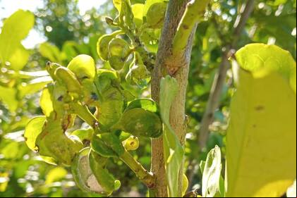 Plantación de yerba mate afectada por la plaga "el rulo"