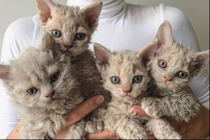 Por qué los gatos oveja son ideales para convivir en familia