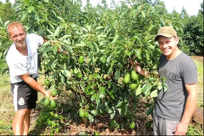 Rodrigo Nuñez Hinostroza y Sebastián Koruniak apuestan a la palta hass y quieren "evangelizar" a otros pequeños productores de Misiones, desde Cerro Azul