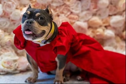 Saya se vistió como Shakira en la Met Gala y desfiló por la alfombra roja canina