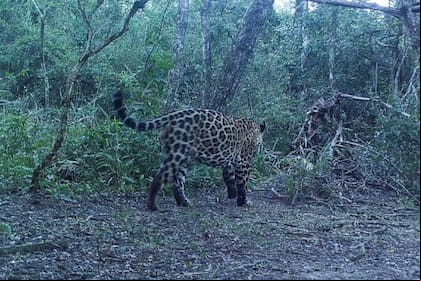 Se registró un nuevo yaguareté en el Parque Nacional Río Pilcomayo
