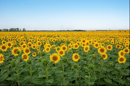 Subió la producción con girasol luego de una buena campaña