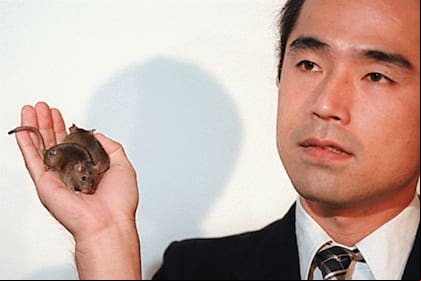 Teruhiko Wakayama presenta a Cumulina, la hembra que creó dos años antes que Fibro