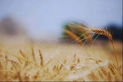 trigo
