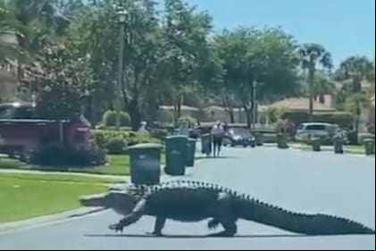 Un caimán perturbó la tranquilidad de los visitantes de un barrio privado en Florida