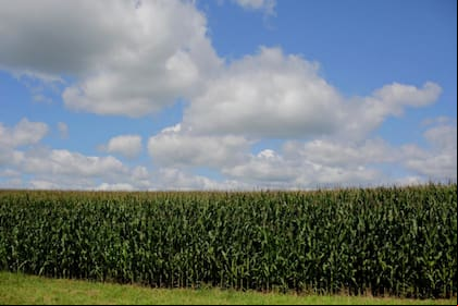 Un campo de maíz en Dubuque, Iowa, donde en julio de 2018 varios granjeros expresaron su rechazo al paquete de ayuda financiera del gobierno