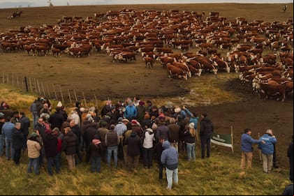 Un contingente de 120 ganaderos recorrió diez estancias emblemáticas de Tierra del Fuego para conocer el sistema productivo de la isla
