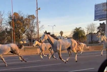 Un coronel dio detalles de cómo escaparon 46 caballos de los Granaderos de Campo de Mayo