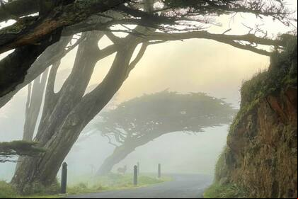 Un hombre caminaba por Point Reyes National Seashore en California y vio un extraño animal (foto ilustrativa)