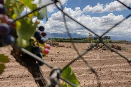 Un lote donde antes había un viñedo en Mendoza