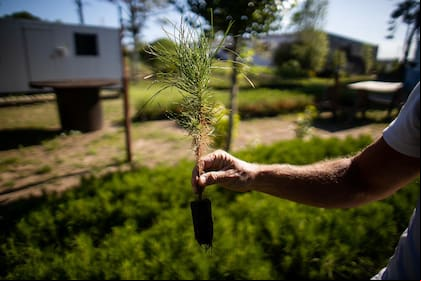 Un plantín de pino marítimo luego de los primeros meses es trasplantado a macetas más grandes.