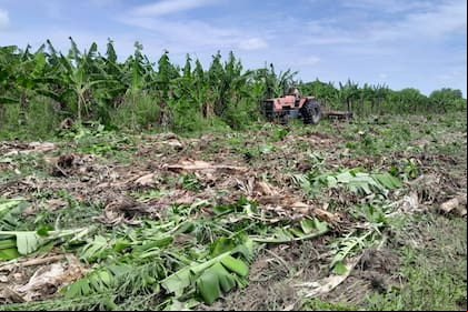 Un tractor derriba una a una las plantas de banana en Laguna Naineck