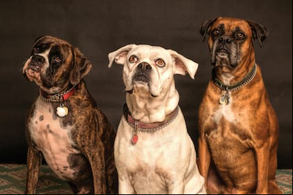 Un veterinario alertó por qué no deberías tirar el excremento de tus mascotas en el inodoro