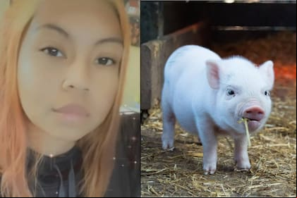 Una joven compró un minicerdo y el animal, con el tiempo, creció hasta alcanzar un gran tamaño