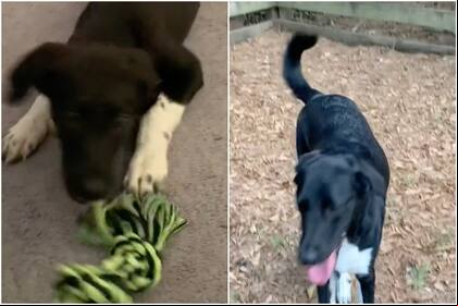 Una mujer adoptó un perro que resultó ser una mezcla de muchas razas
