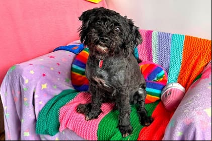 Woody lleva 10 años a la espera de una familia que lo adopte en el refugio de Dog Trust Shoreham