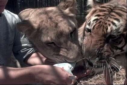 zoo luján